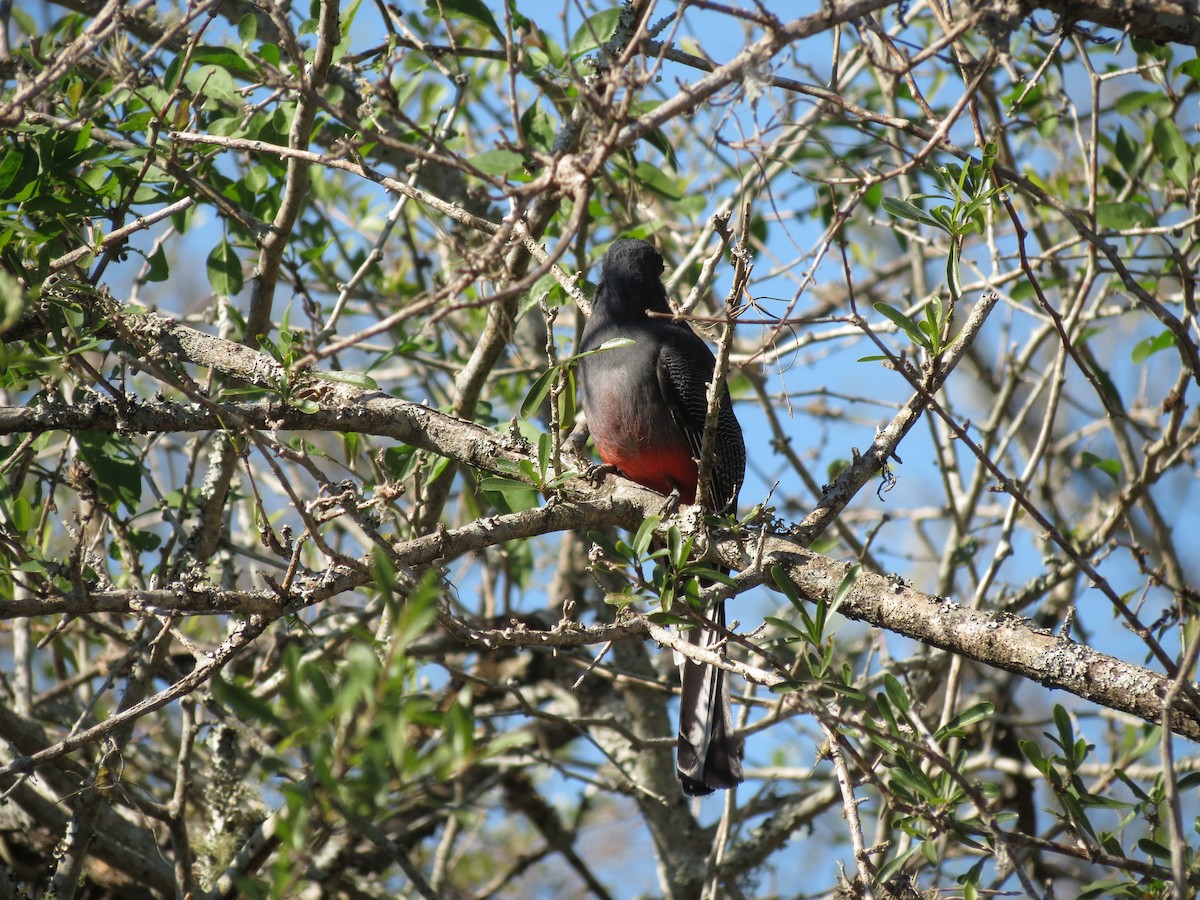 Trogon surucua - ML261159891