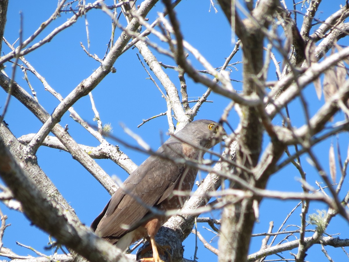 Bicolored Hawk - adriana centeno