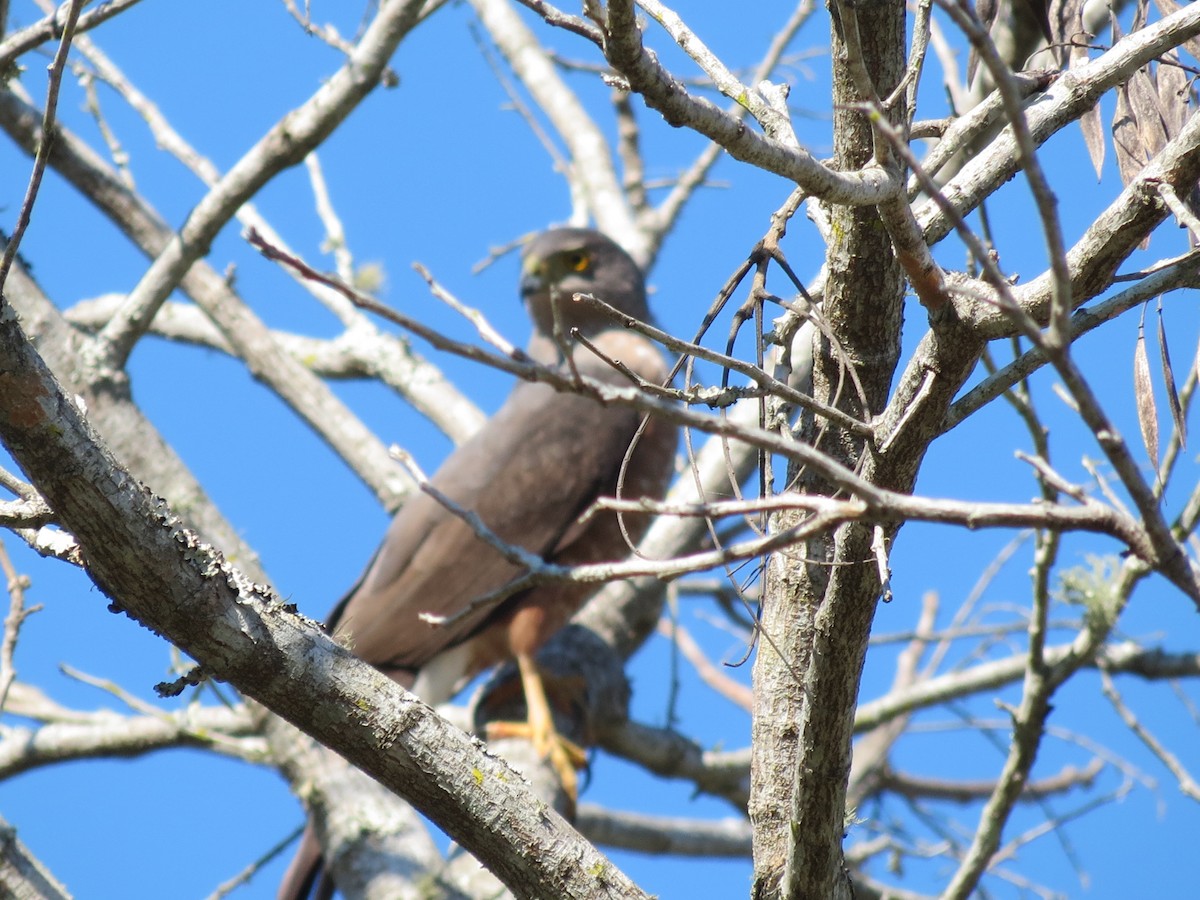 Bicolored Hawk - adriana centeno