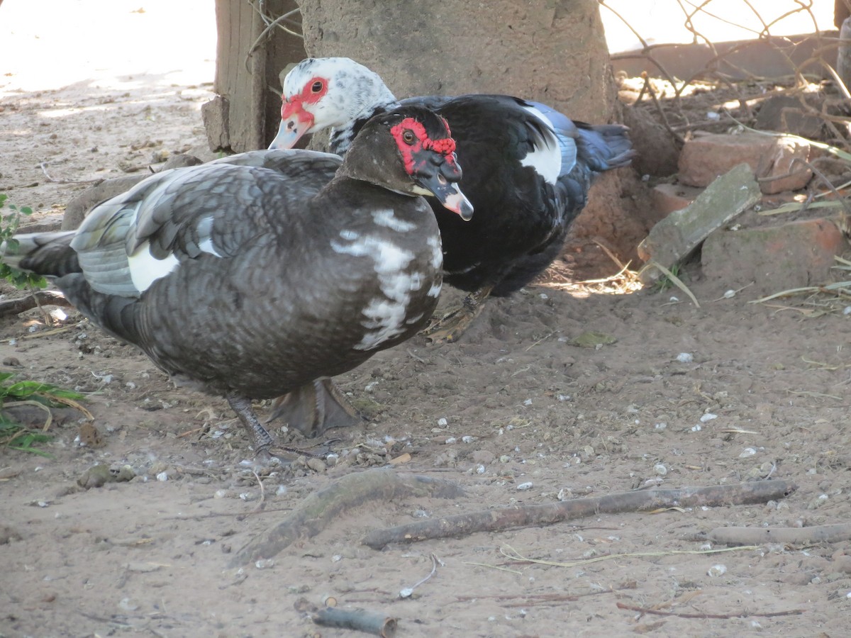 Muscovy Duck - ML261161181