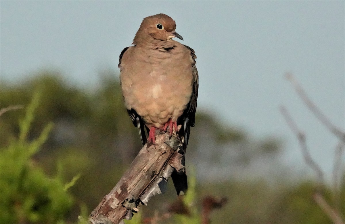 Mourning Dove - ML261162931