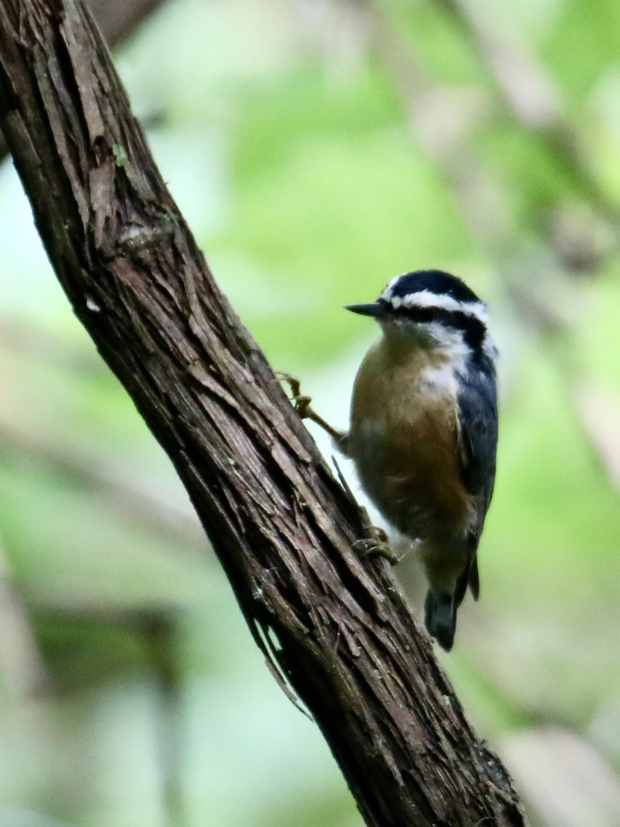 Red-breasted Nuthatch - ML261165501