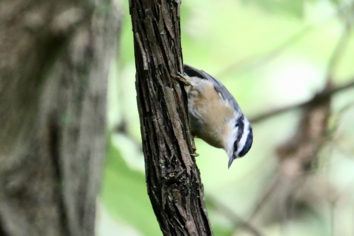 Red-breasted Nuthatch - ML261165511