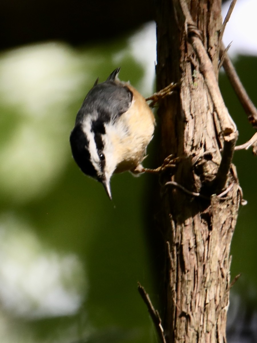 Red-breasted Nuthatch - ML261165521