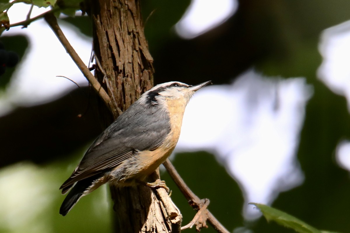 Red-breasted Nuthatch - ML261165541