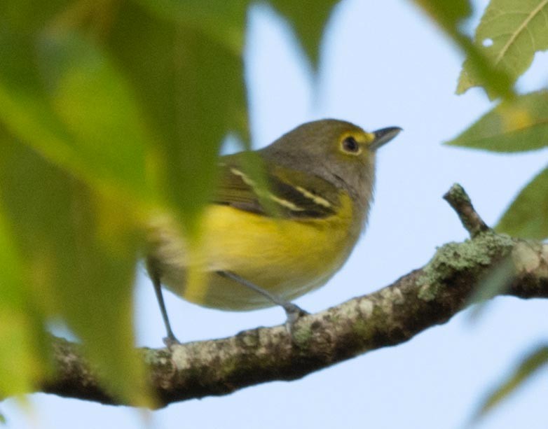 White-eyed Vireo - ML261166311