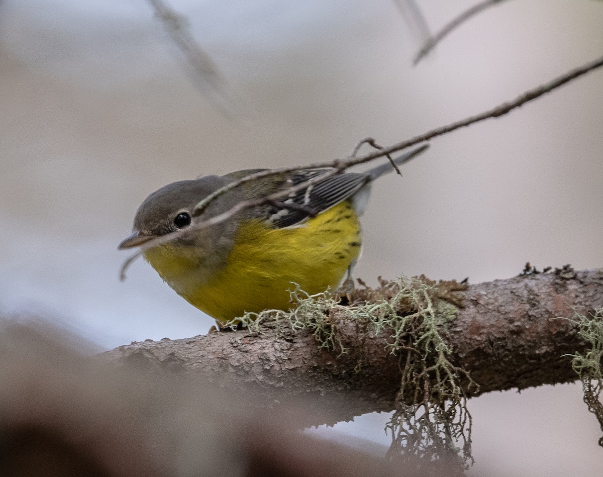 Magnolia Warbler - ML261167151