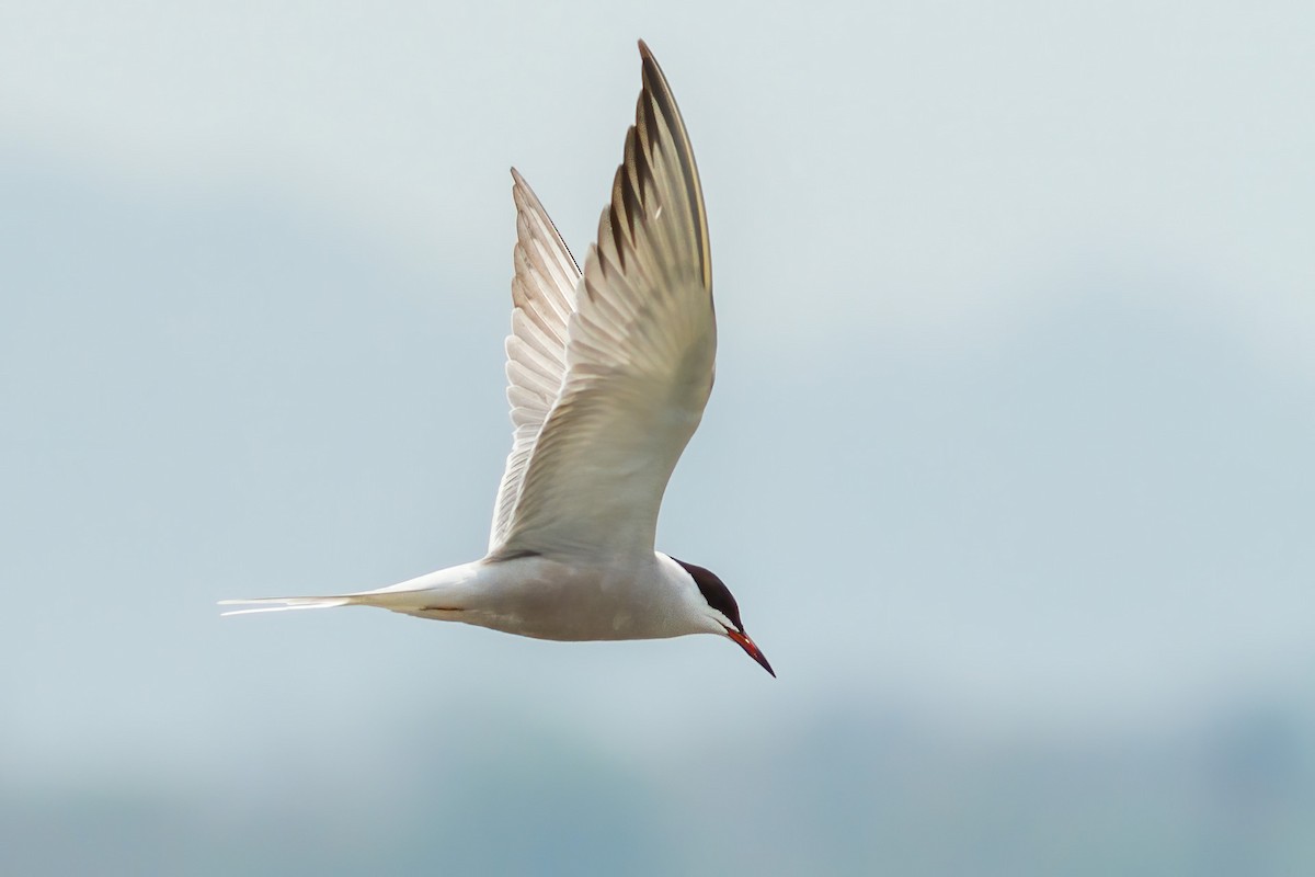 Common Tern - Yeray Seminario