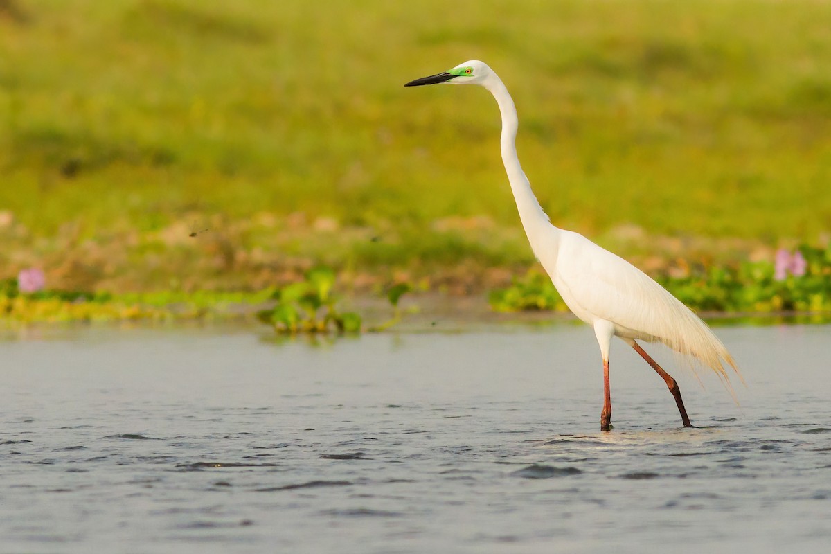 Great Egret - ML261170001