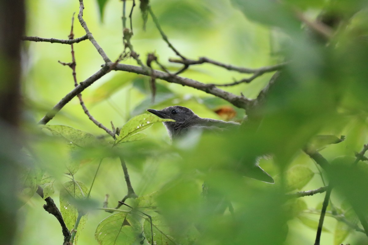 Gray Catbird - ML261170711