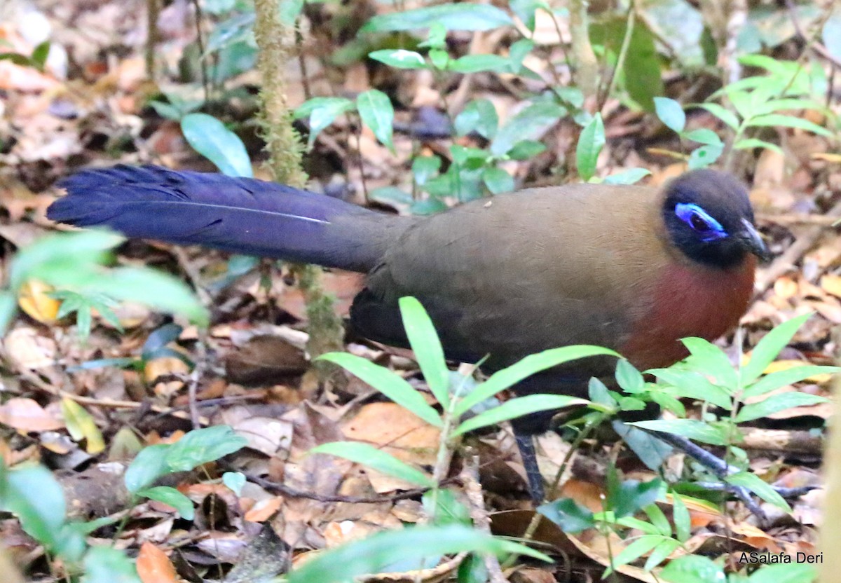 Red-breasted Coua - Fanis Theofanopoulos (ASalafa Deri)