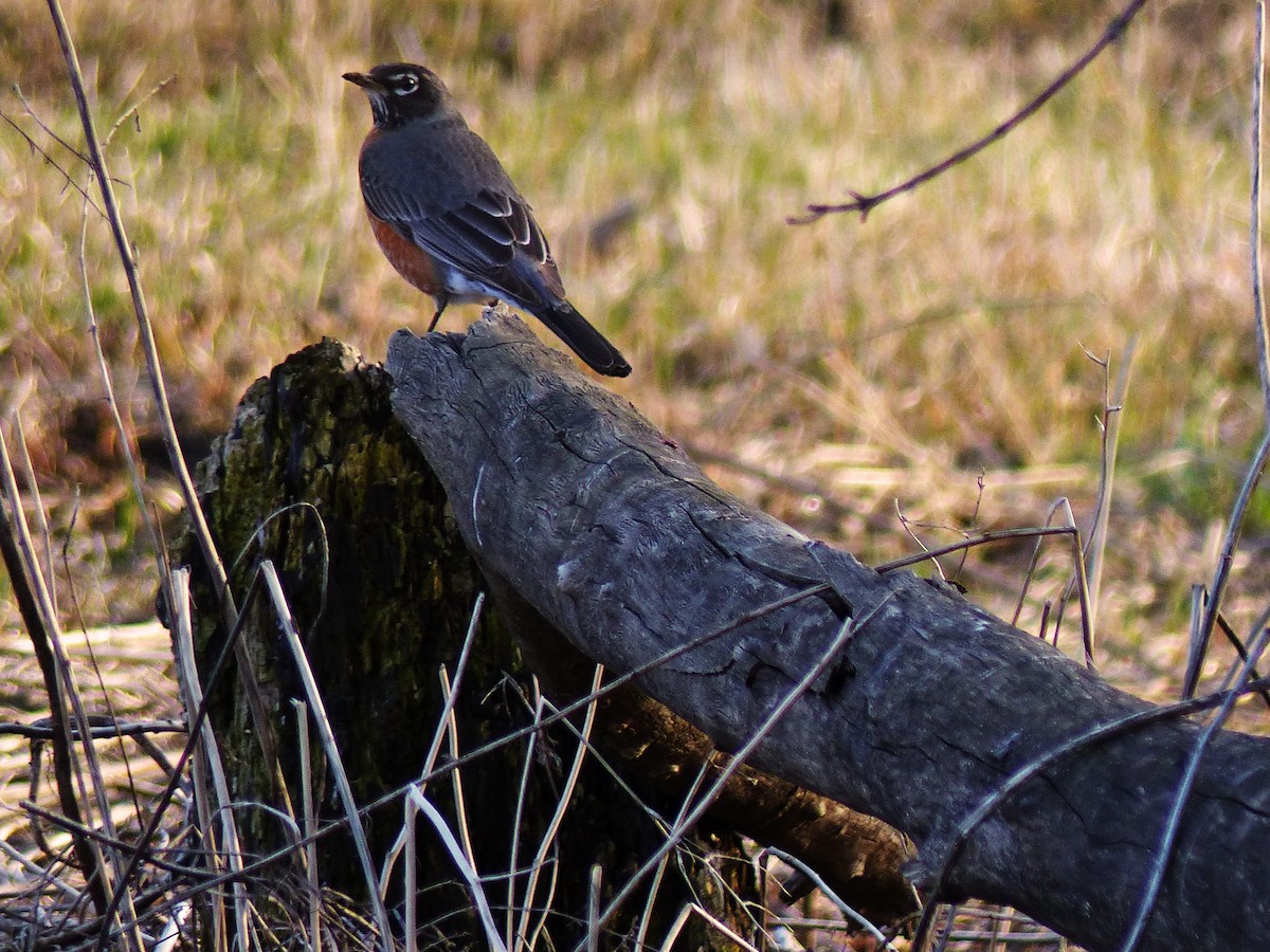 American Robin - Jean Ronan