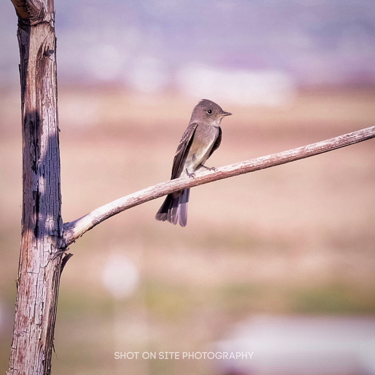 Western Wood-Pewee - ML261174701