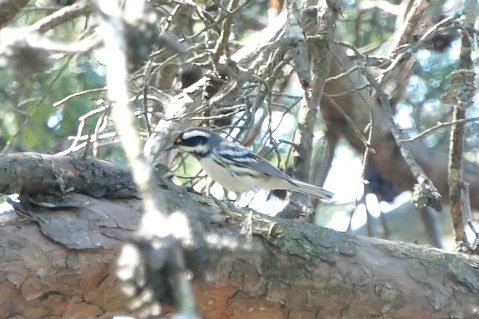 Black-throated Gray Warbler - ML261175431