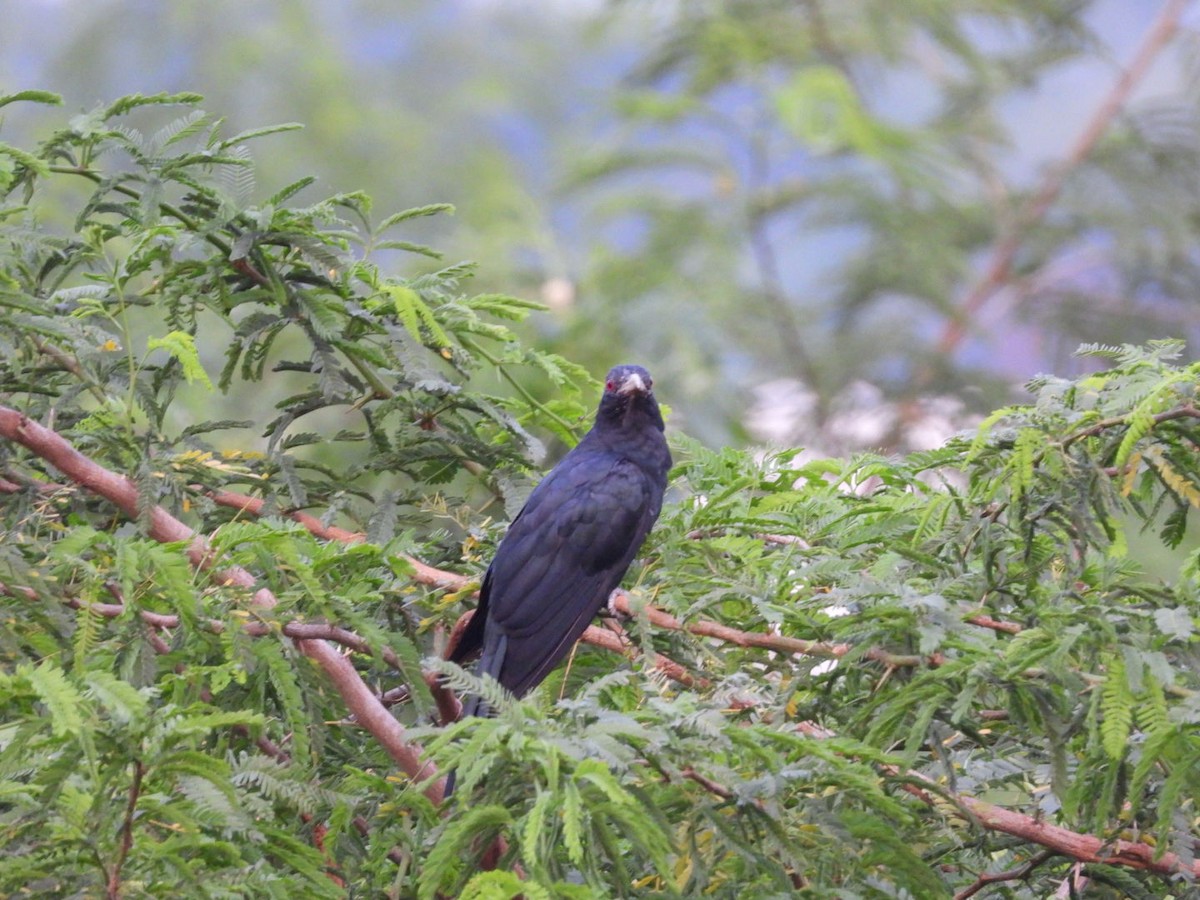 Asian Koel - ML261175661