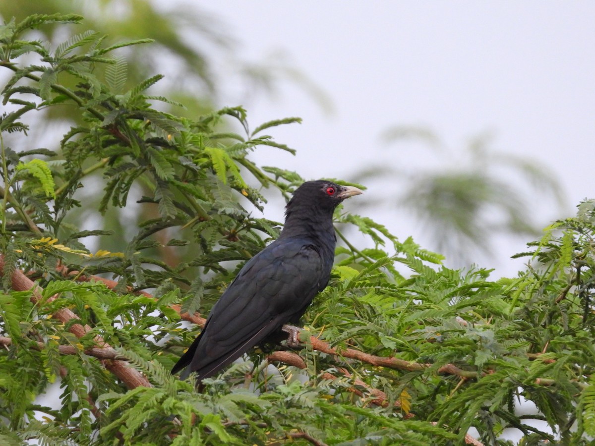 Asian Koel - ML261175671