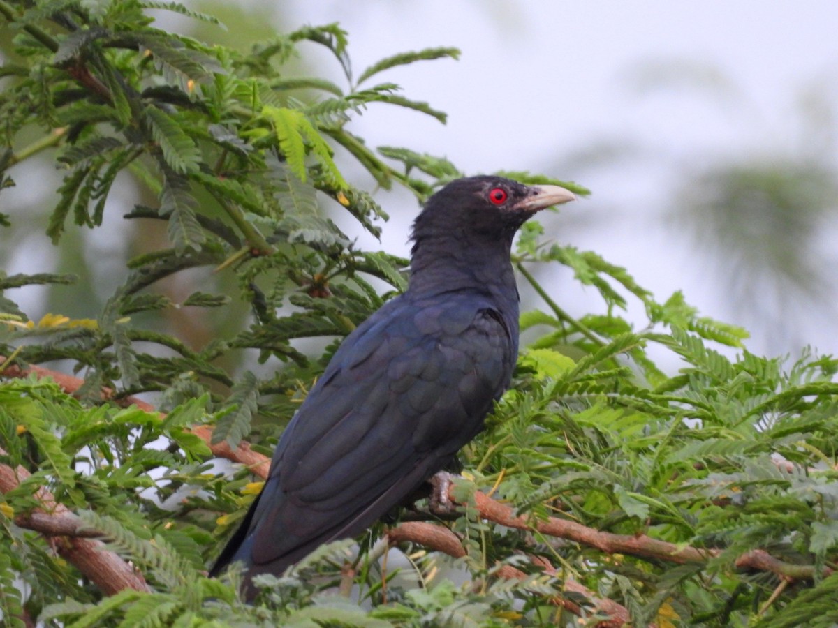 Asian Koel - ML261175691