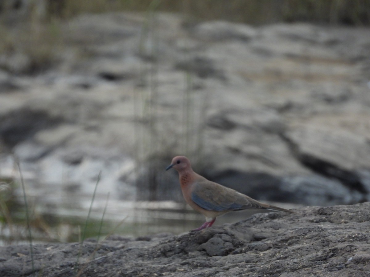 Laughing Dove - ML261175951