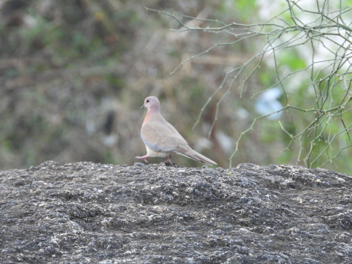 Laughing Dove - ML261175961