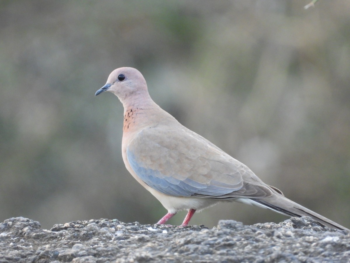 Laughing Dove - ML261175971