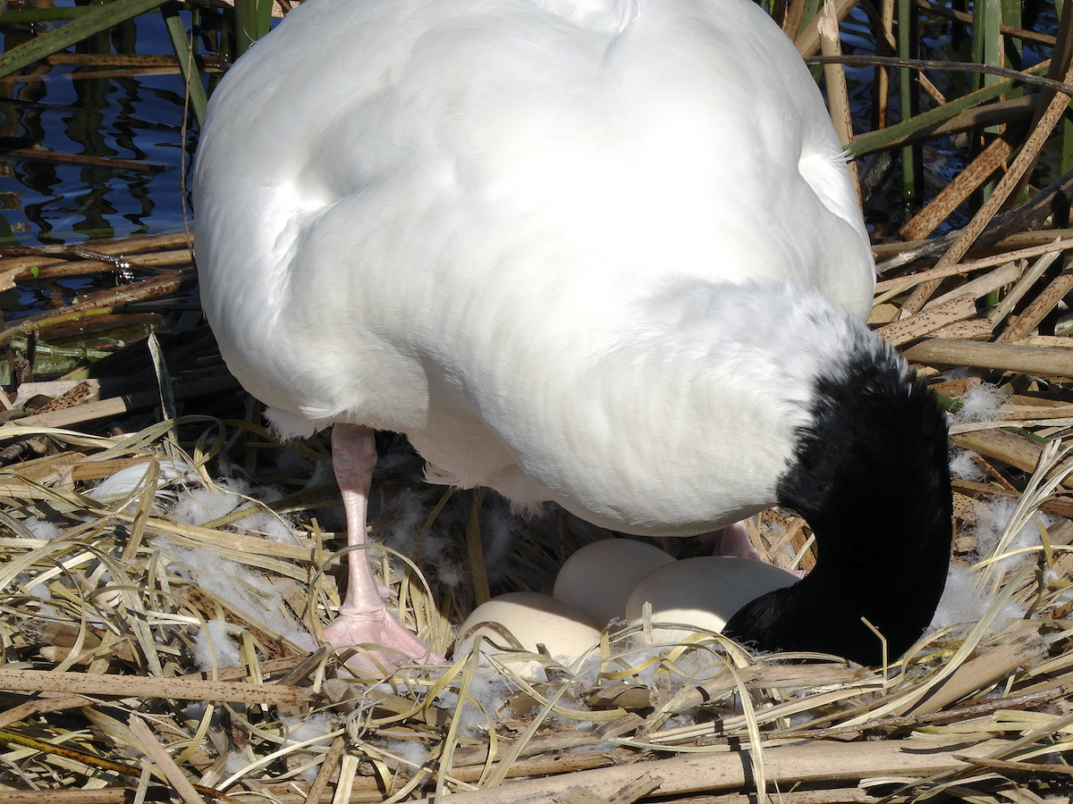 Black-necked Swan - ML261176061