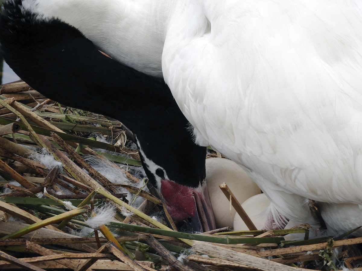 Black-necked Swan - ML261176081
