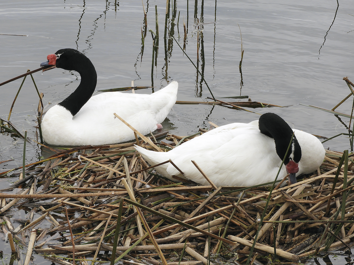 Black-necked Swan - ML261176101