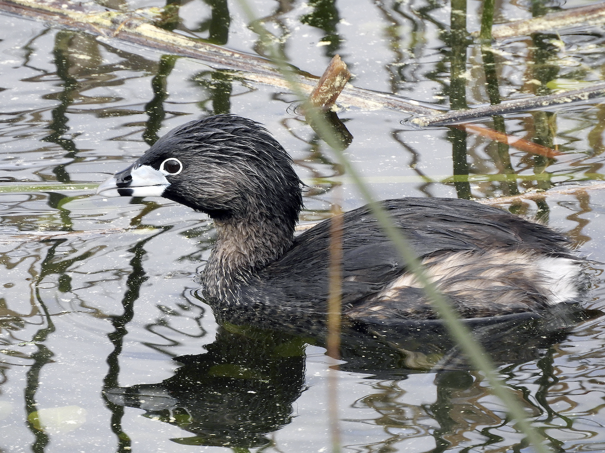 Pied-billed Grebe - ML261176171