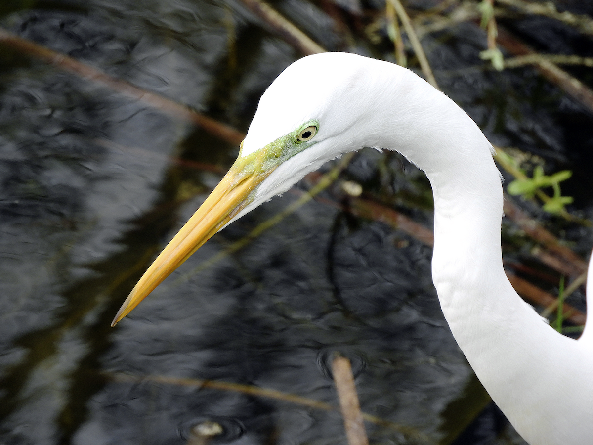 Great Egret - ML261176181