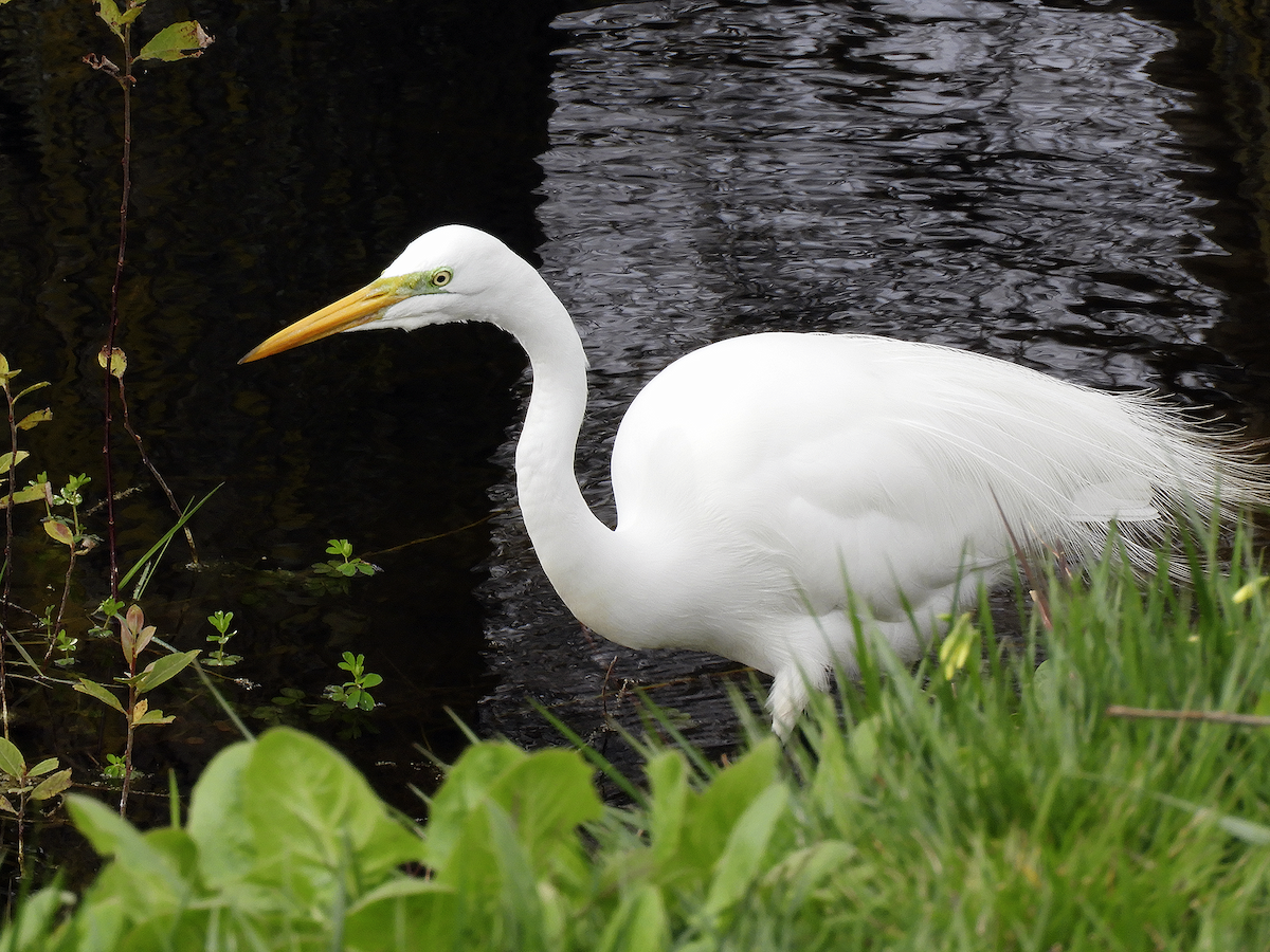 Great Egret - ML261176191