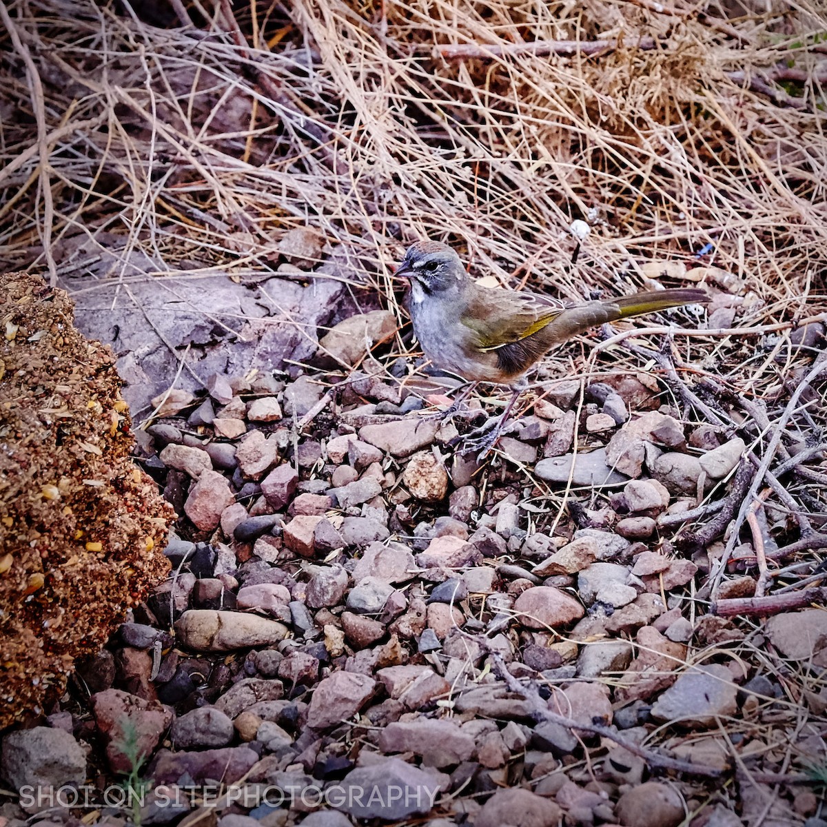 Green-tailed Towhee - ML261176541