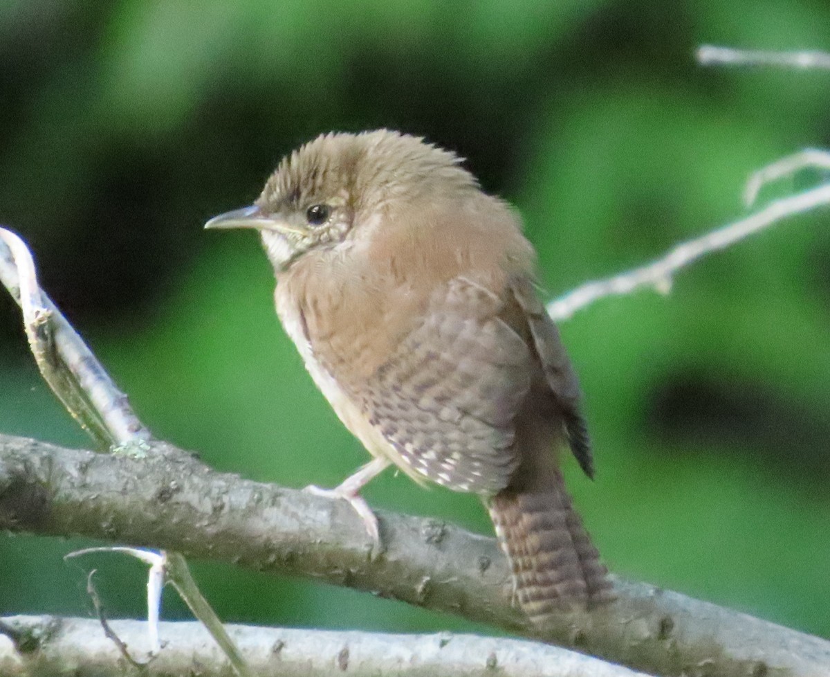 House Wren - ML261178401