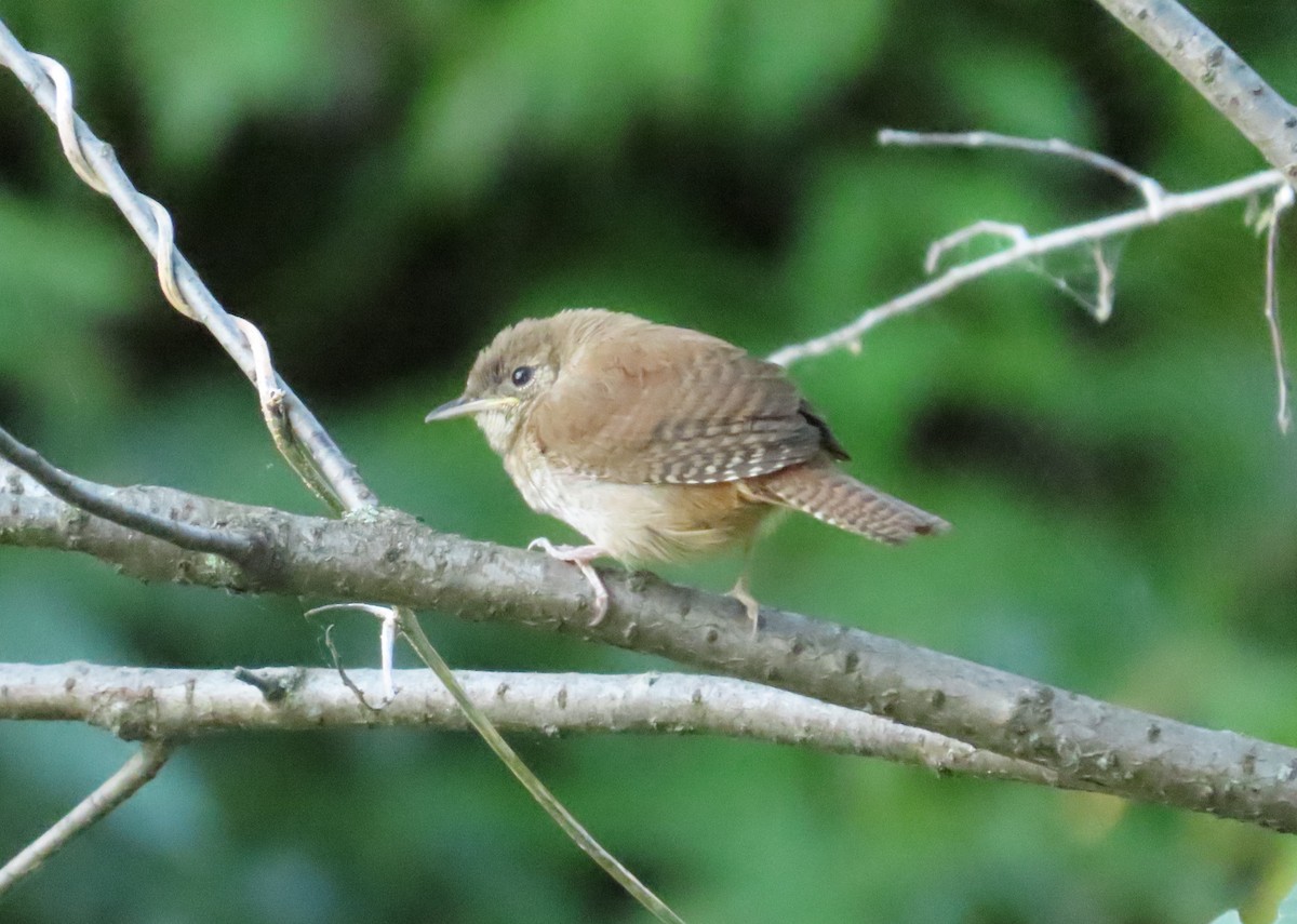 House Wren - ML261178441