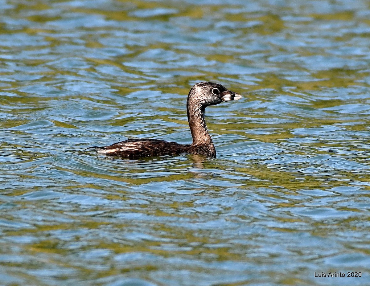 Pied-billed Grebe - Luis Arinto