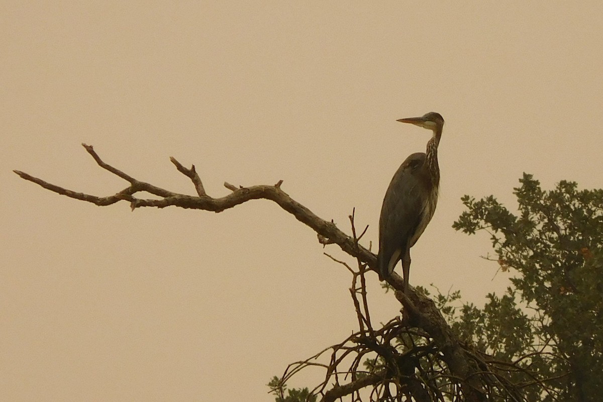 Great Blue Heron - ML261179531