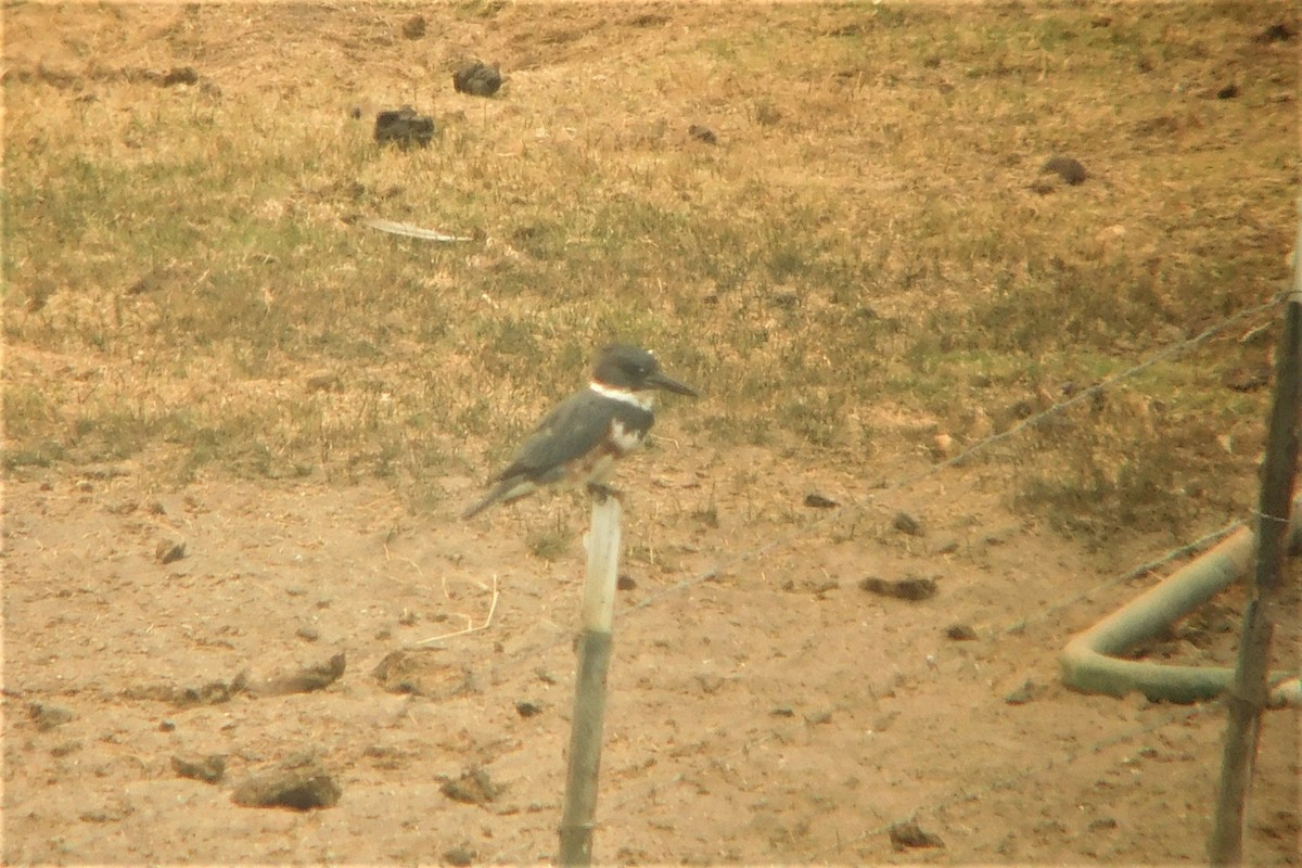 Belted Kingfisher - ML261179881