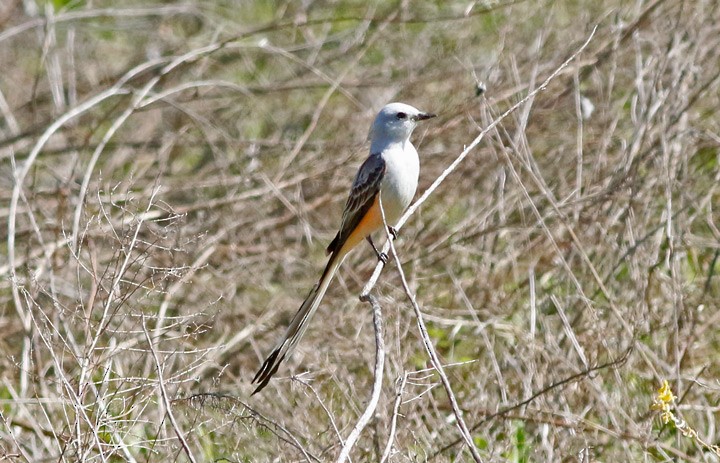 Scissor-tailed Flycatcher - Kris Petersen