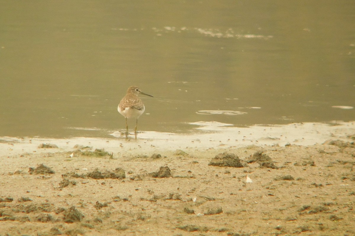 Solitary Sandpiper - ML261180121