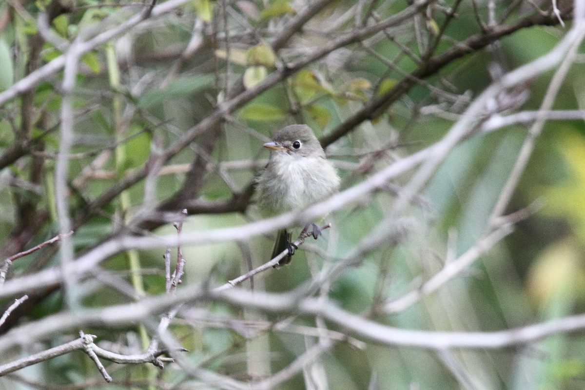 Least Flycatcher - ML261181071