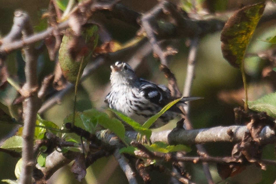 Black-and-white Warbler - ML261182951
