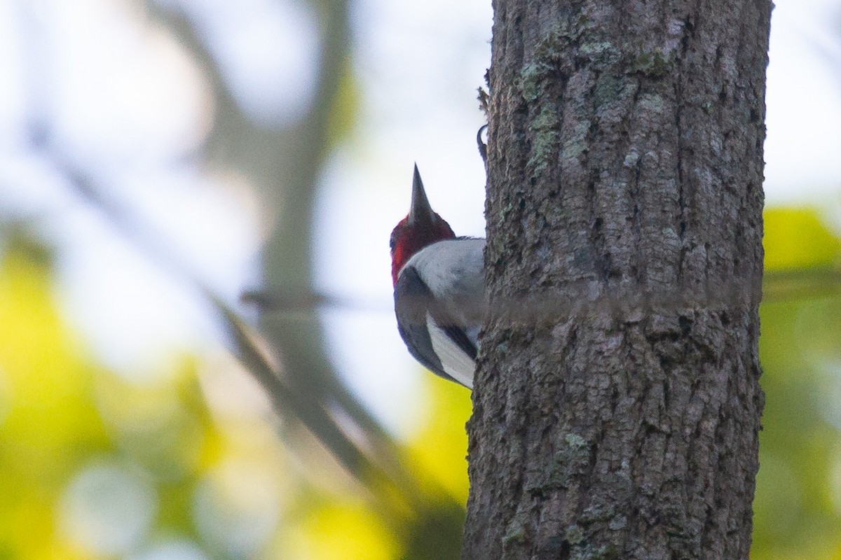 Red-headed Woodpecker - ML261182971