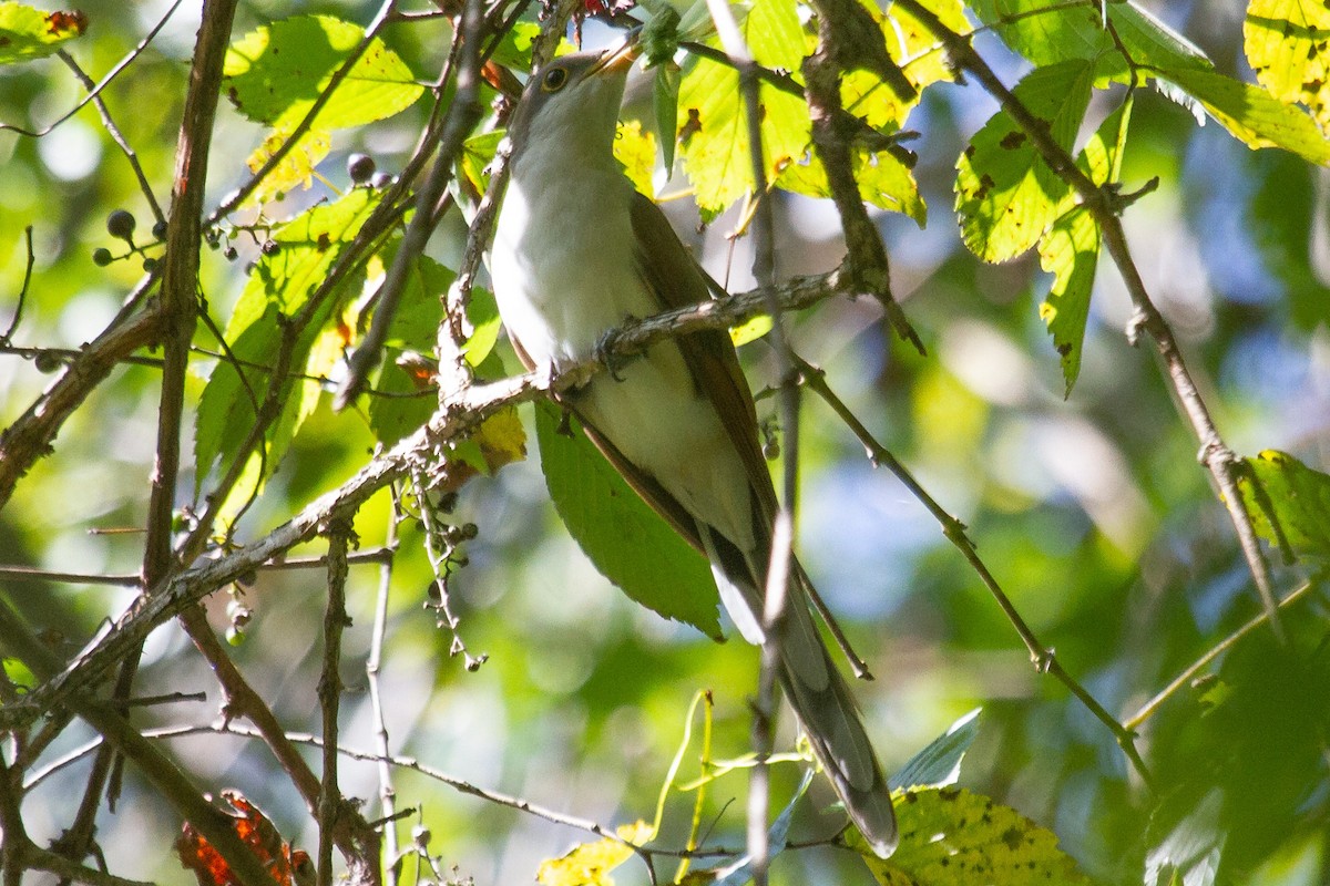 Yellow-billed Cuckoo - ML261183071