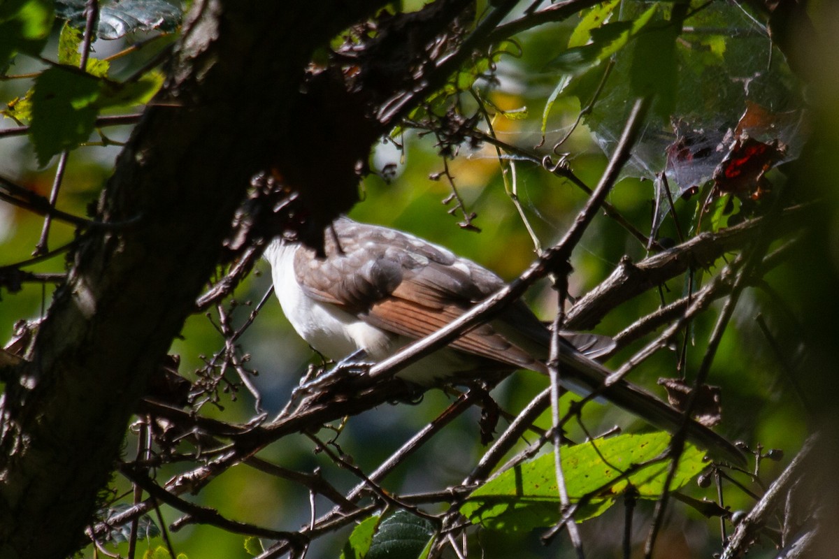 Yellow-billed Cuckoo - ML261183111