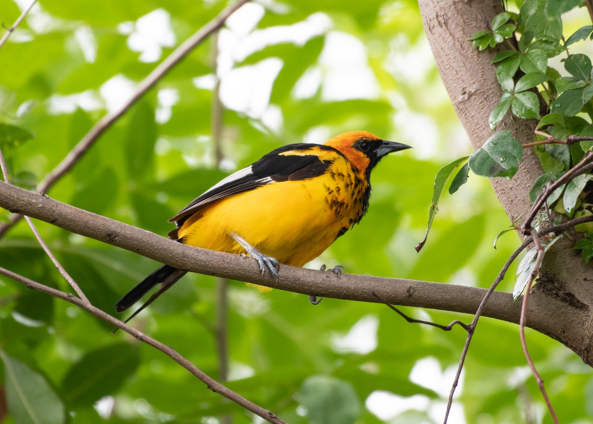 Spot-breasted Oriole - ML261183121