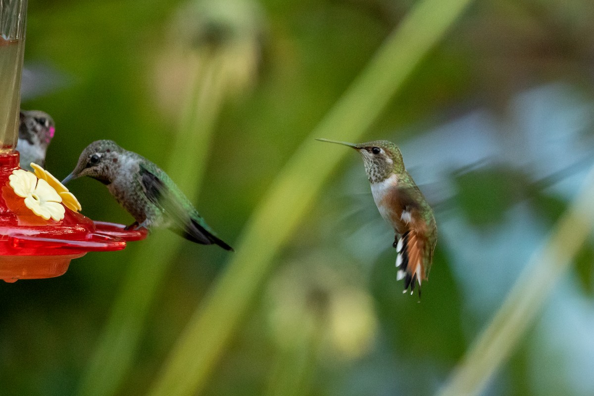 Rufous Hummingbird - ML261183321