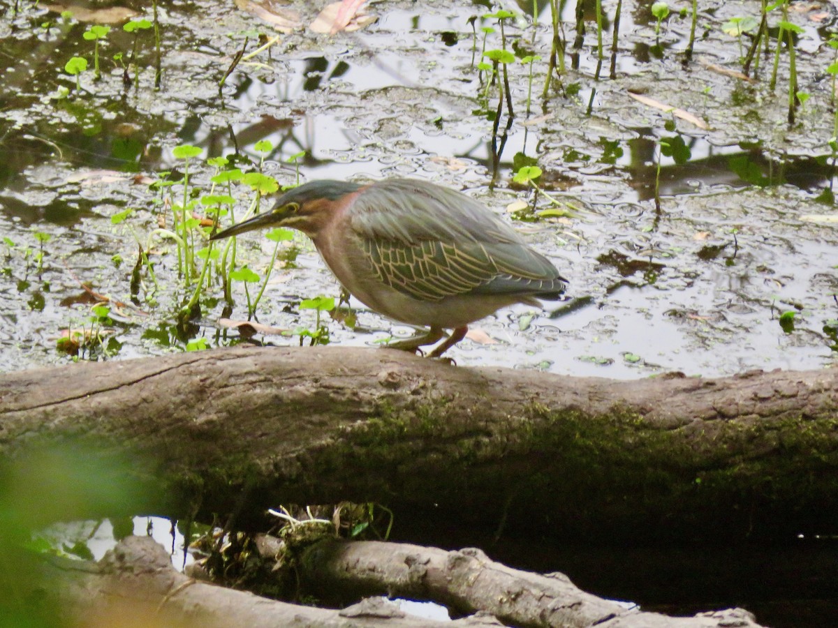 Green Heron - ML261184671