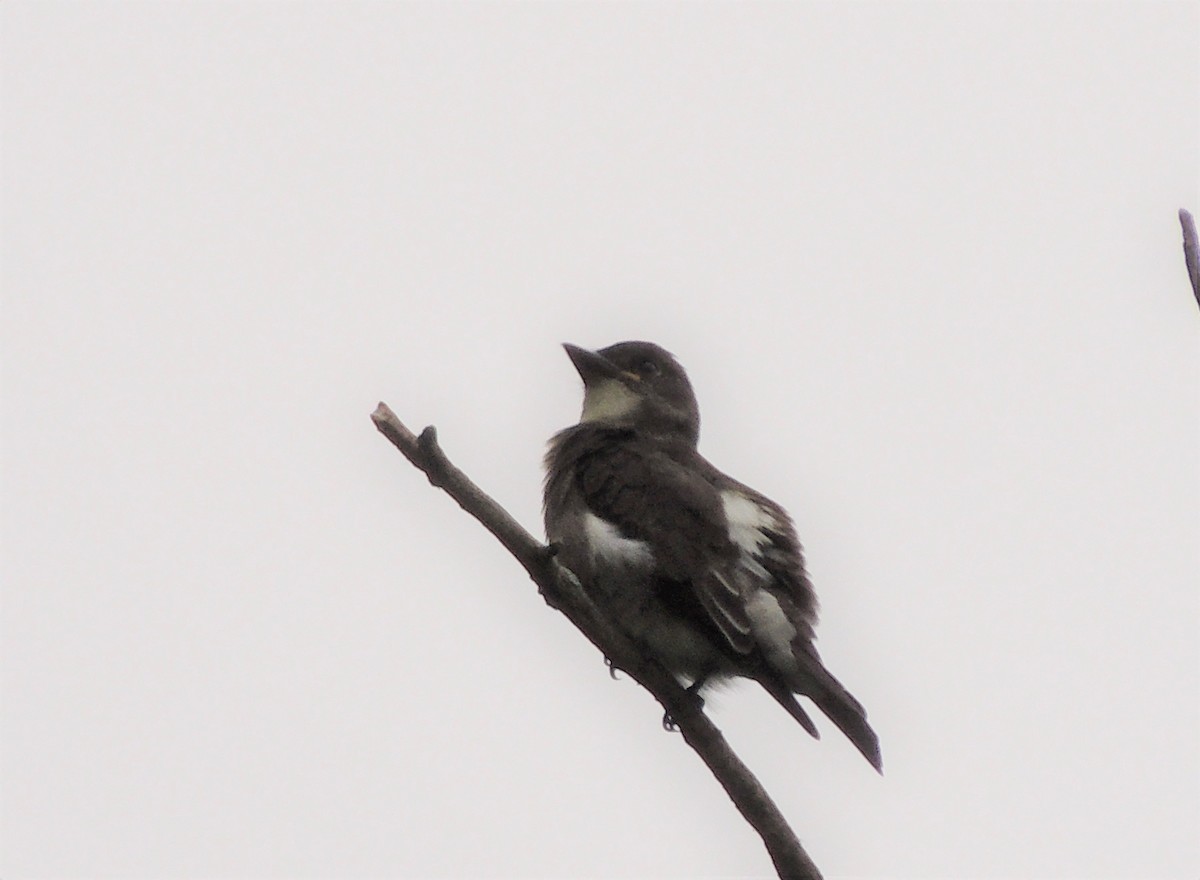 Olive-sided Flycatcher - Paul & Koni Fank