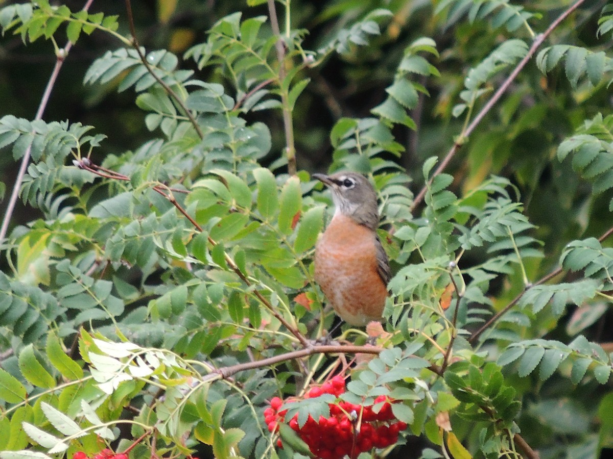 American Robin - Paul & Koni Fank