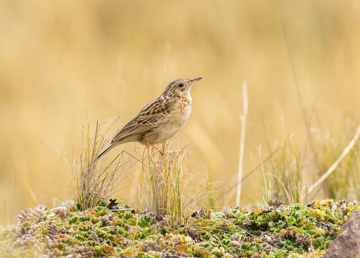Paramo Pipit - Alex Luna