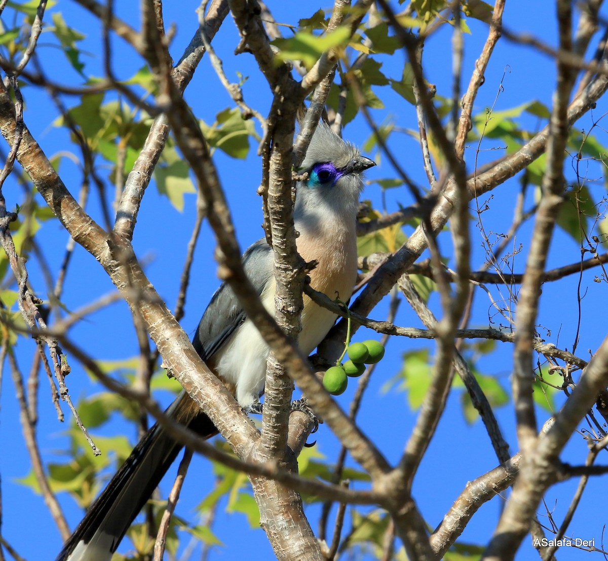 Crested Coua (Chestnut-vented) - Fanis Theofanopoulos (ASalafa Deri)